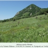 melitaea aurelia verblyudka biotope